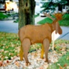 Moose