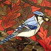 Autumn Blue Jay