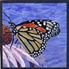 Monarch on Coneflower