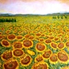 Sunflower Field #2