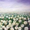 Dandelion Field