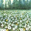 Dandelions