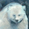 Spirit Bear
