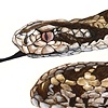 Moldavian Meadow Viper
