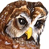 The Spotted Owl