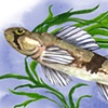 Snail Darter