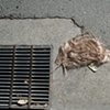 Oakland