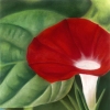 Red Glory