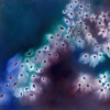 I Dreamt of Flowers, Blue