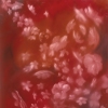I Dreamt of Flowers, Red