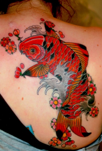 koi shoulder blade