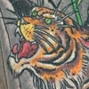 Tiger Bamboo