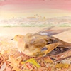 Mourning Dove