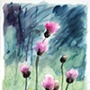 Alpine Thistle