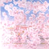 Spring Blossoms