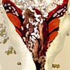 Butterfly (n./v.t.)