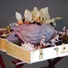 Infected/ Infecting Visitor