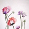 FANCY FEATHERS by Eliza Good