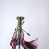 LA TULIPE DANSANTE (THE DANCING TULIP) by Eliza Good         