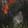 Wildfire Pool Detail 1