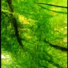 Rainforest, Green Stream