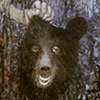 Goliath Bear