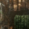 Shado-9  forest