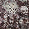 Untitled,(jelly,skull)