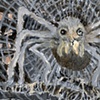 Arachne's Larder 03