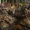 Miasma Detail