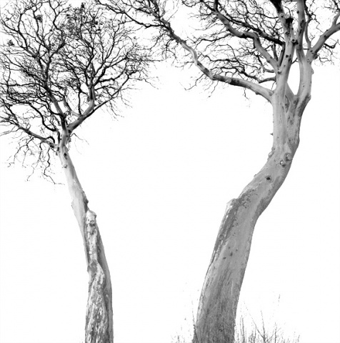 Magnolia