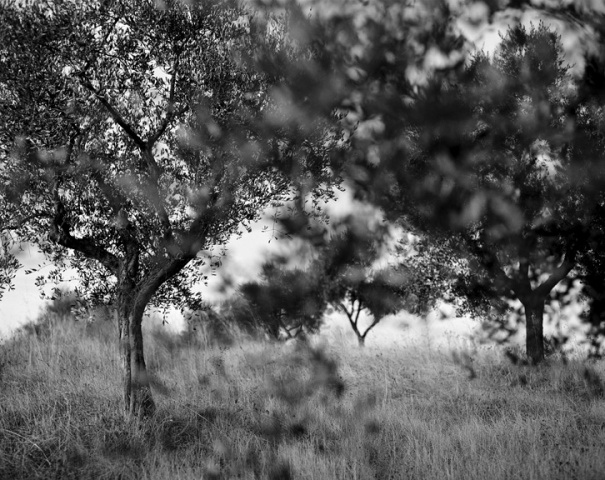 Podere Collelungo Five