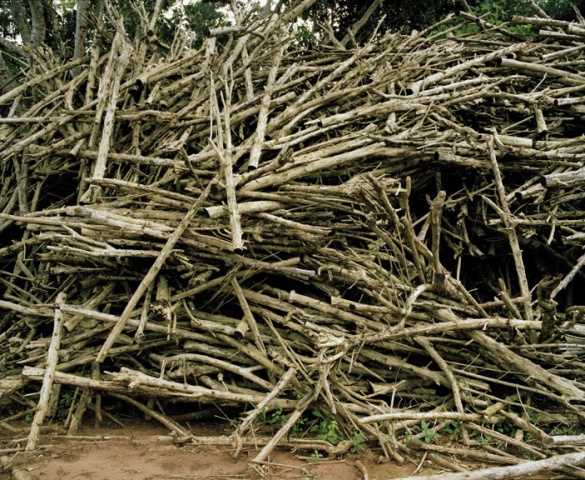 Utinga Study #7