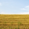 Podere Collelungo Study # 1