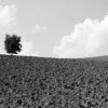 Podere Collelungo Seven