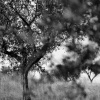 Podere Collelungo Five