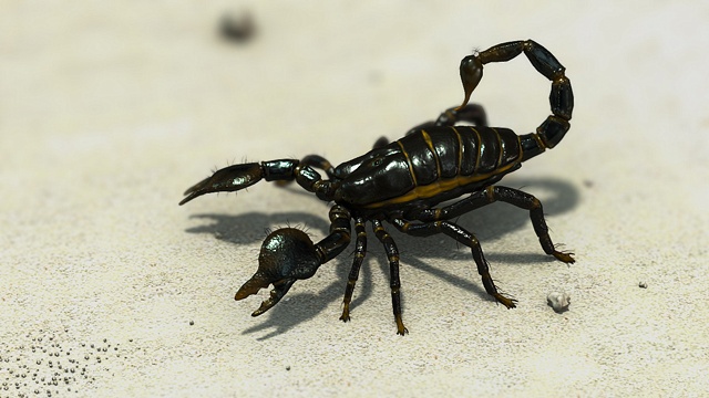 Scorpion