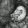 Nautilus