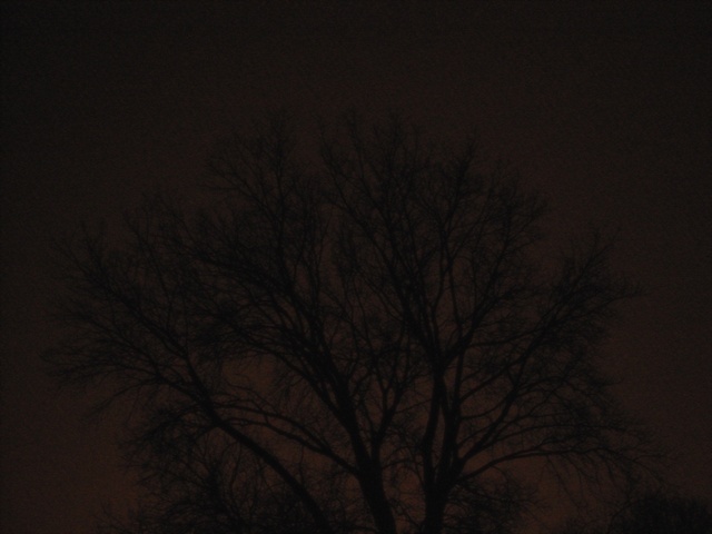 walk night tree