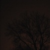 walk night tree