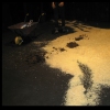 "Dog Toby's Paradise Fun Show"   2005    by Hewlett & Eaton   