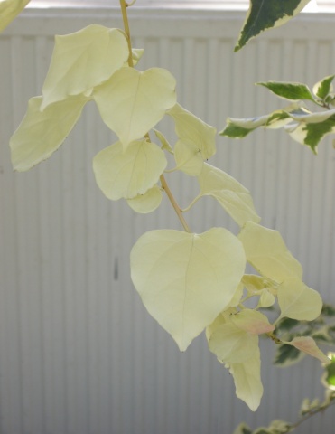 ivory teeth leaves