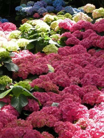 pink takes over