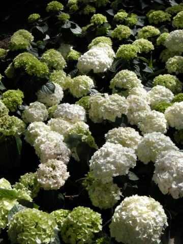 green snowballs