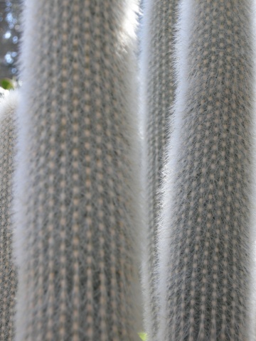 kitteh cactus