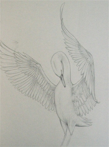 Swan
