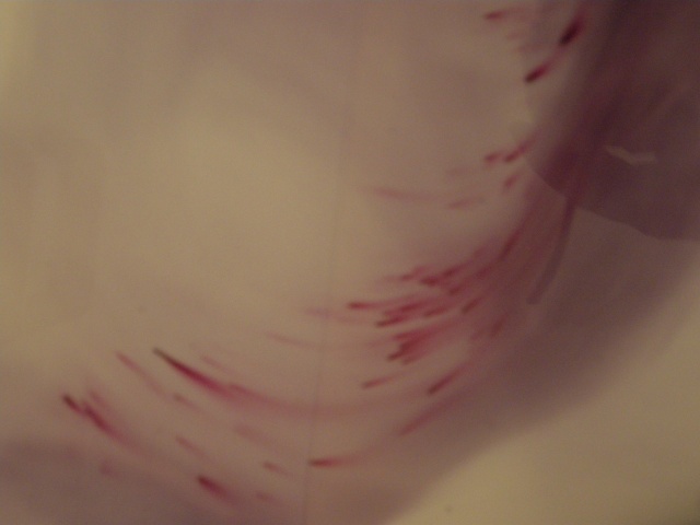 dye bath