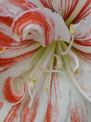 center fold