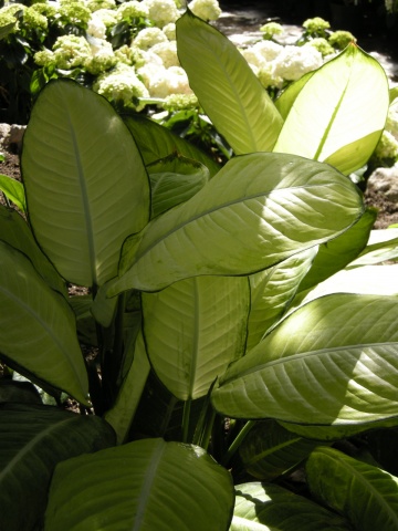 green cream