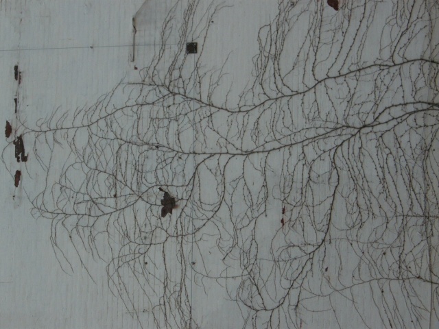 tree wall